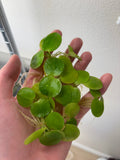 Amazon Frogbit (6 plants)