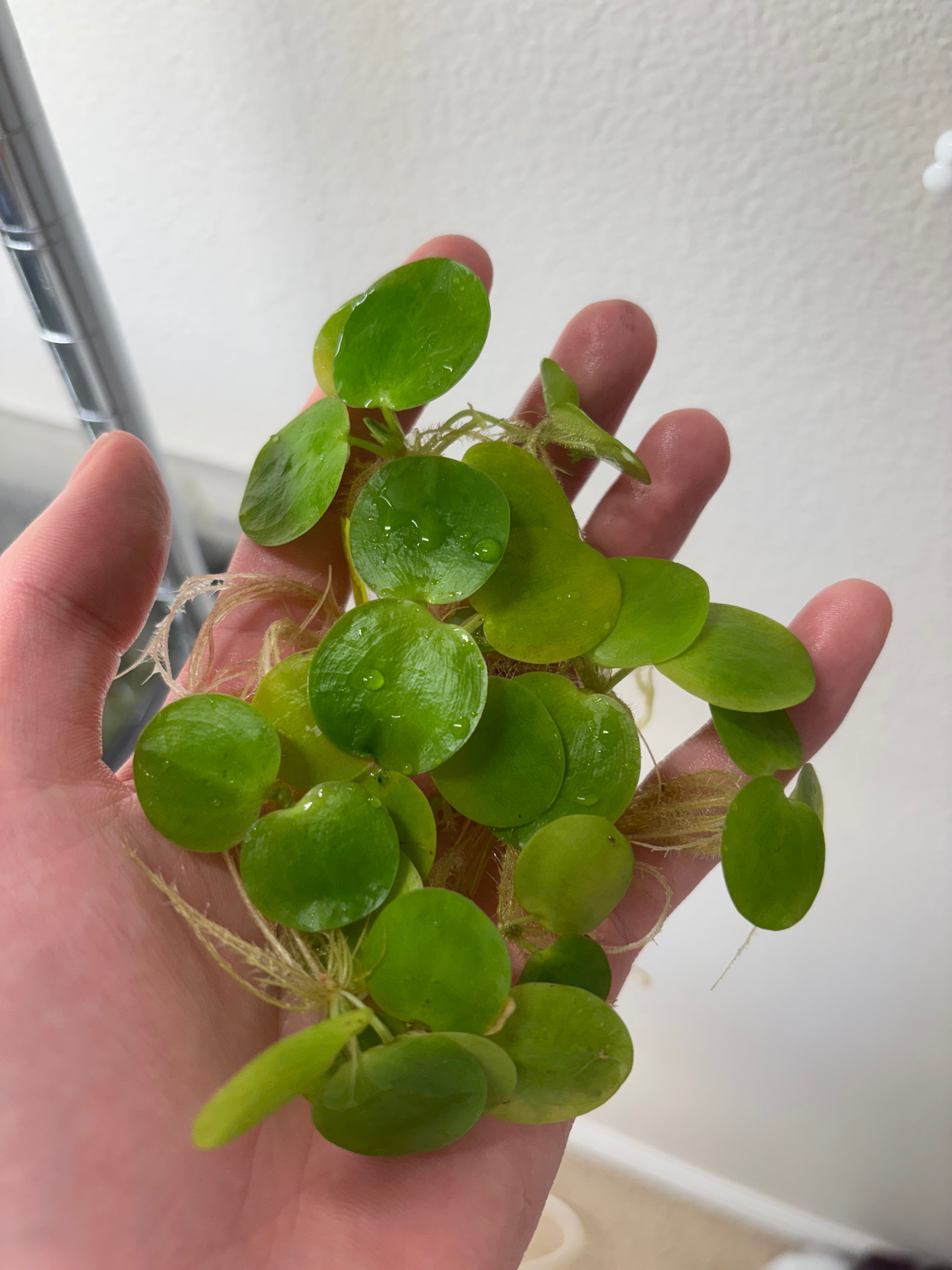Amazon Frogbit (6 plants)