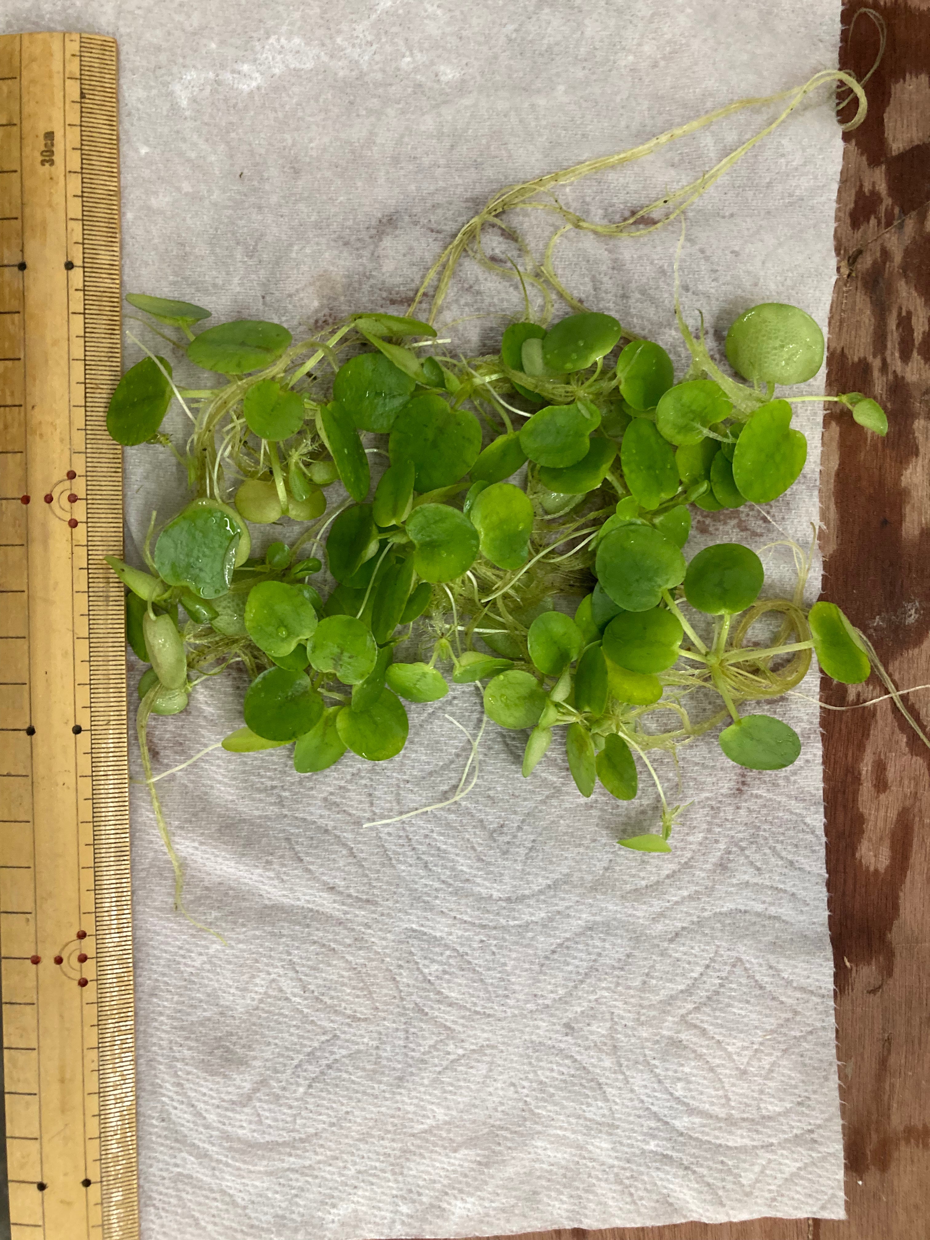 Amazon Frogbit (6 plants)