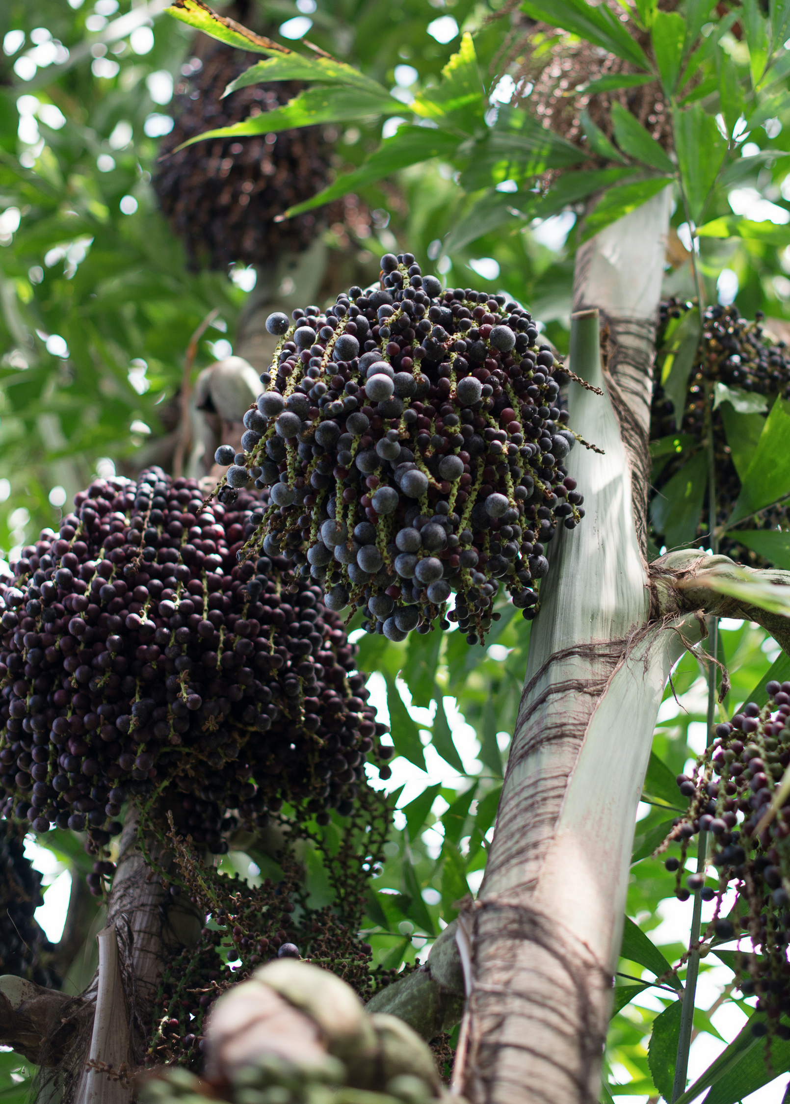 Açaí Palm, Para Dwarf (Euterpe oleracea)