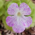 Pinguicula "Pecosita"