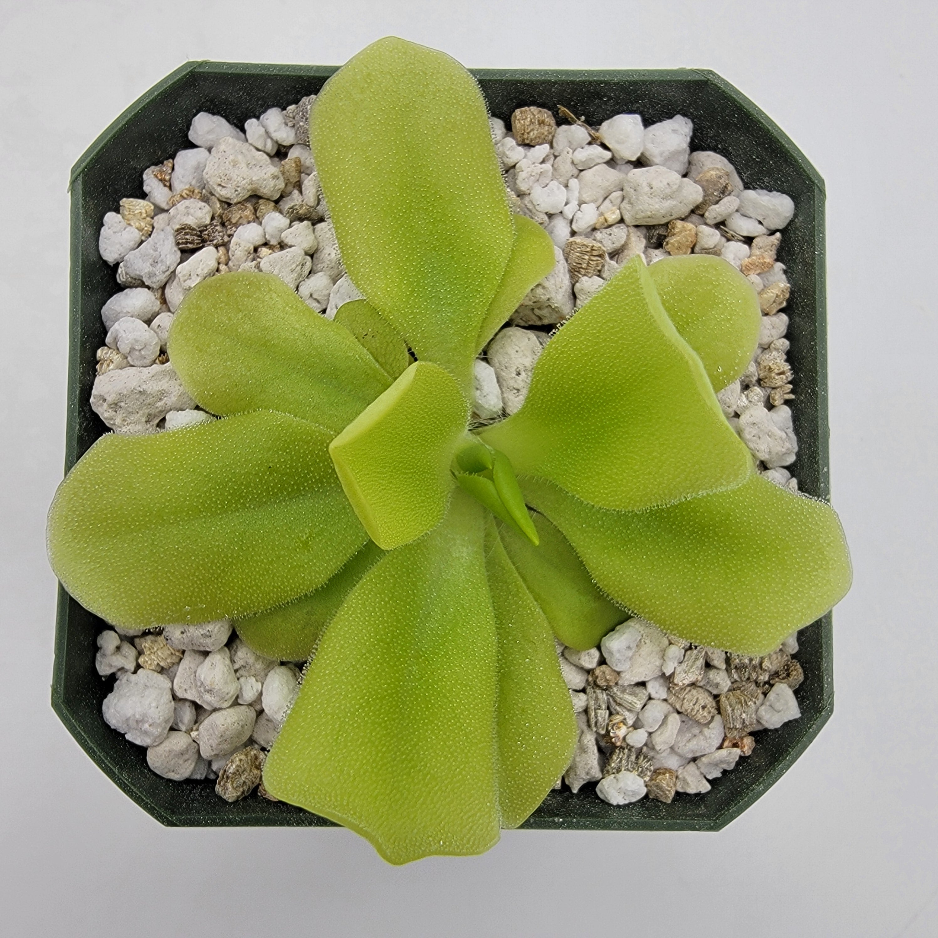Pinguicula "Pecosita"