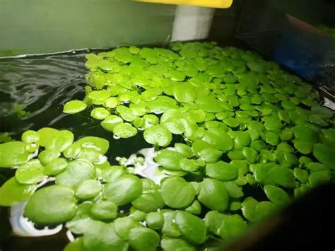 Amazon Frogbit (6 plants)