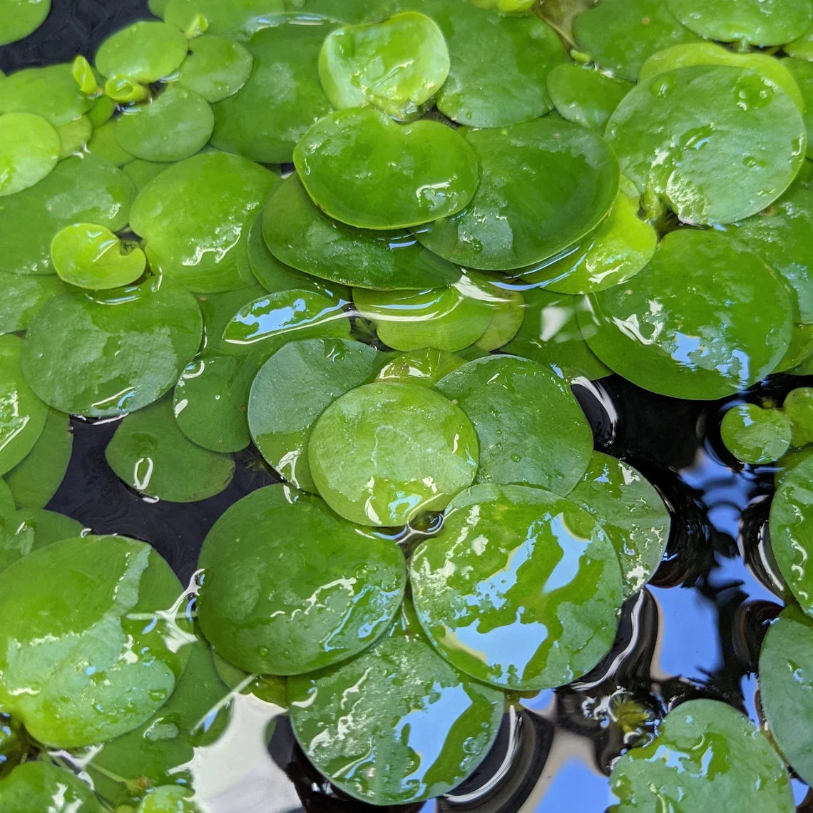 Amazon Frogbit (6 plants)