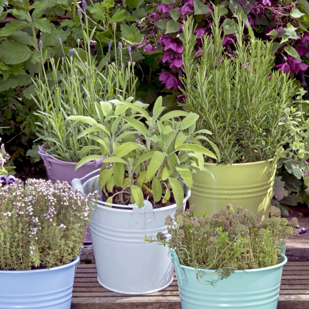 Set of 3 Rosemary Plants Grown Naturally Quart Pots