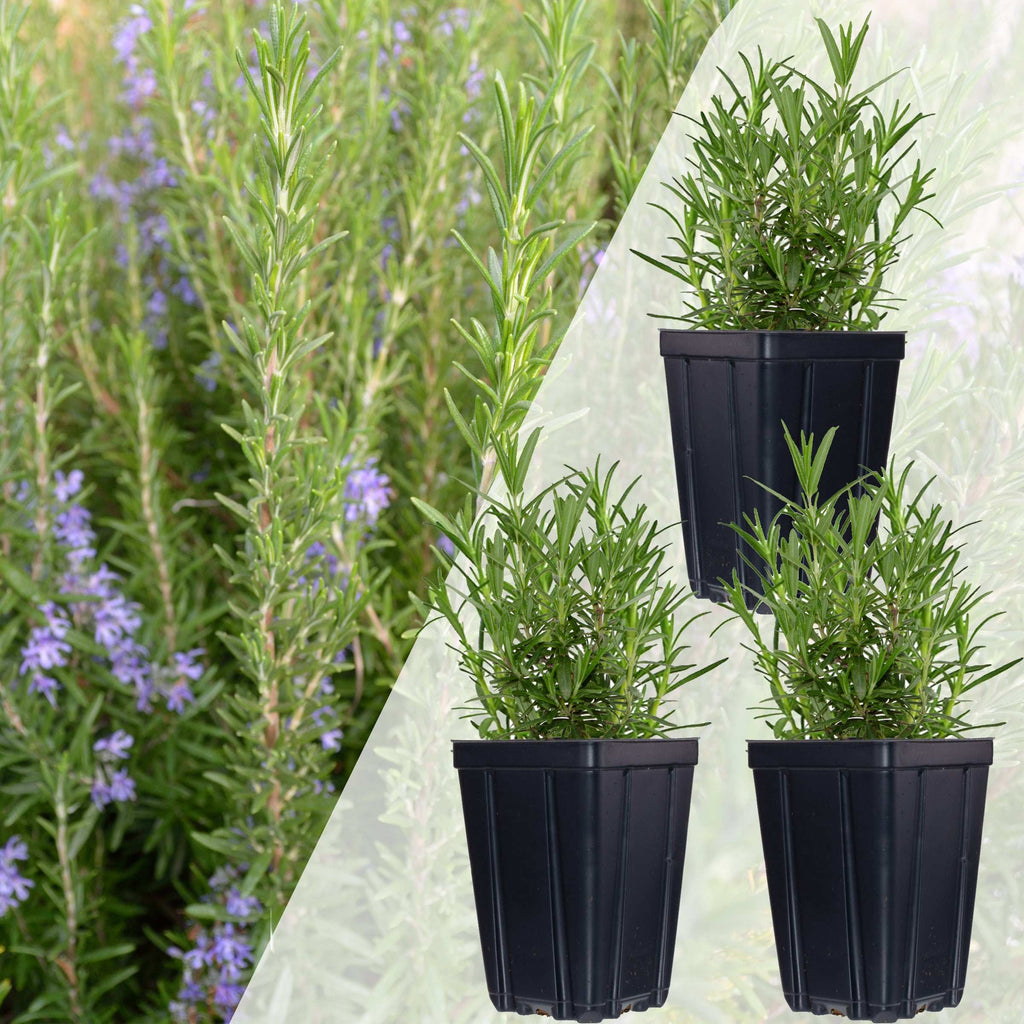 Set of 3 Rosemary Plants Grown Naturally Quart Pots