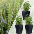 Set of 3 Rosemary Plants Grown Naturally Quart Pots