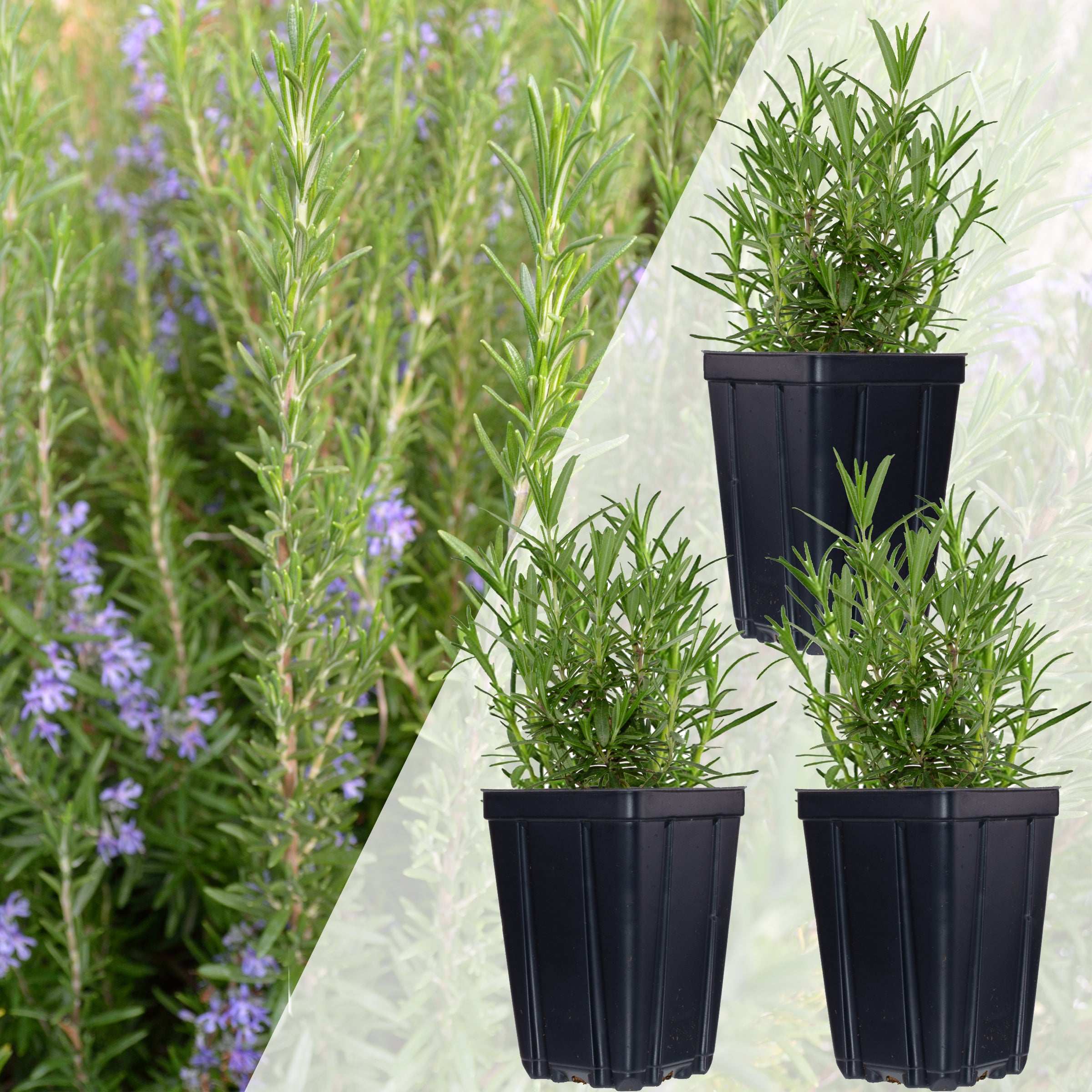 Set of 3 Rosemary Plants Grown Naturally Quart Pots