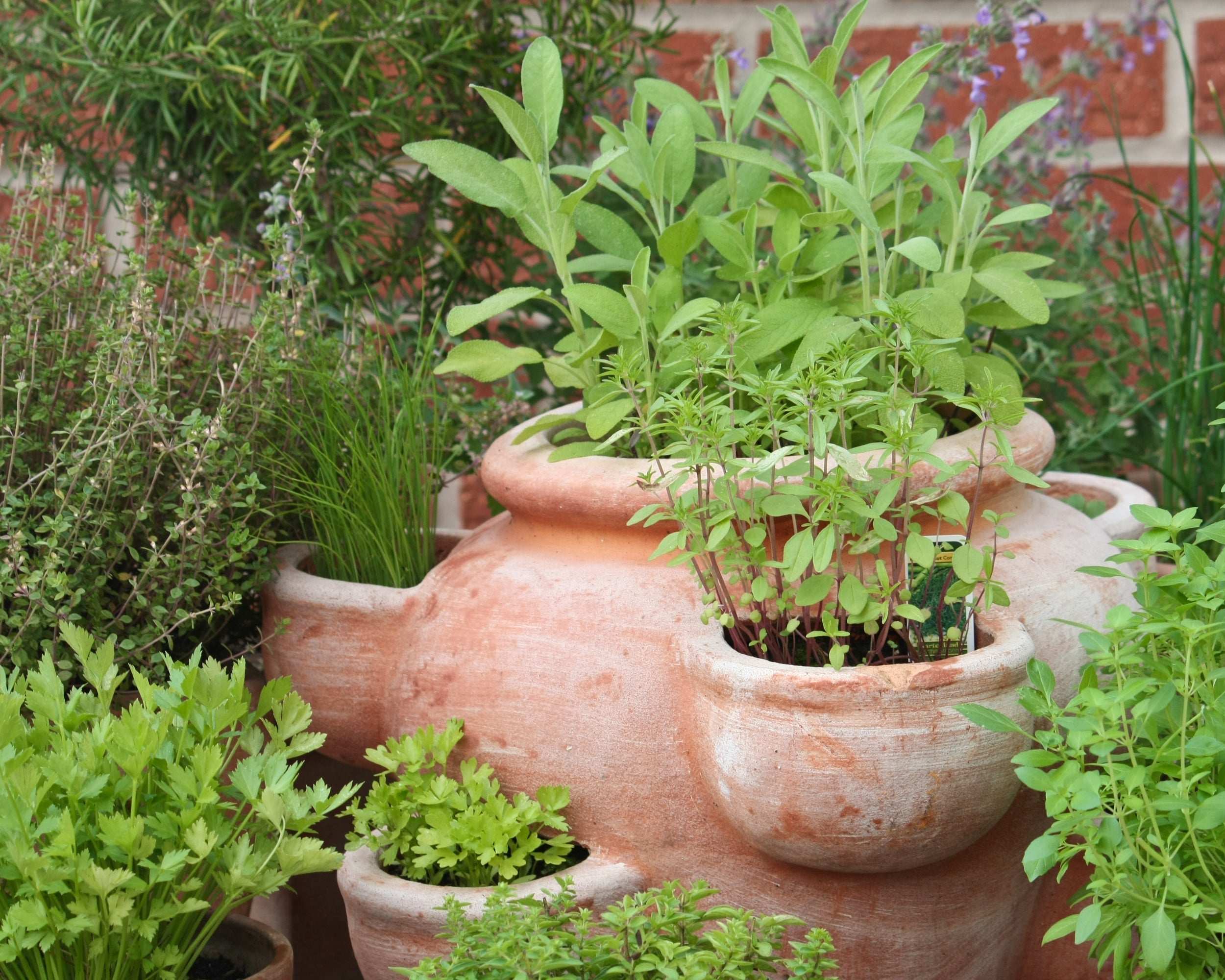 Kitchen Herb Plants Collection Rosemary Oregano Thyme Quart Pots