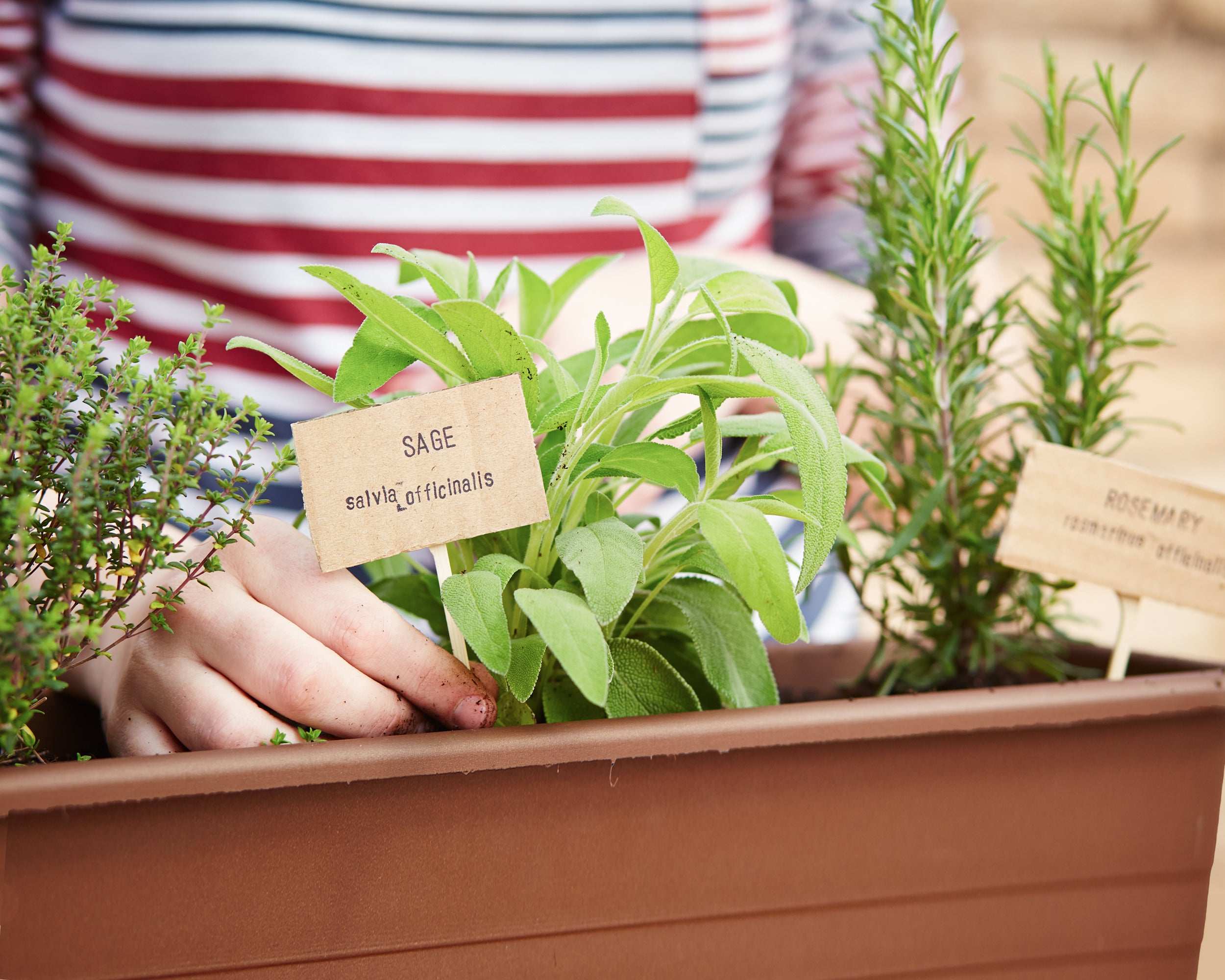 Kitchen Herb Plants Collection Rosemary Oregano Thyme Quart Pots