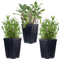 Kitchen Herb Plants Collection Rosemary Oregano Thyme Quart Pots